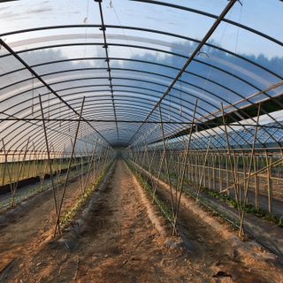 유원준님의 고추 · 영농일지 작성글 사진