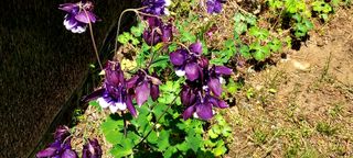 작은별님의 기타작물 · 영농일지 작성글 사진