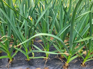 김응택님의 마늘 · 영농일지 작성글 사진