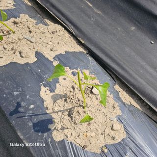 박용열조물주님 님의 기타작물 · 영농일지 작성글 사진