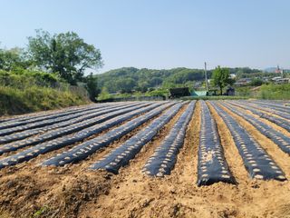 윤병주님의 참깨 · 영농일지 작성글 사진