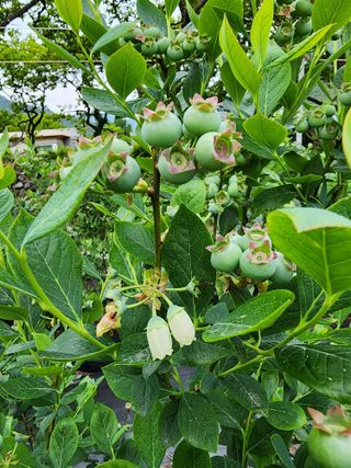 밀양달콤팜님의 블루베리 · 영농일지 작성글 사진