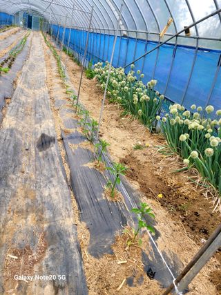 건달 농장(최승혁)님의 고추 · 영농일지 작성글 사진