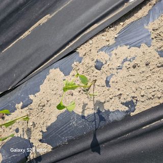 박용열조물주님 님의 기타작물 · 영농일지 작성글 사진