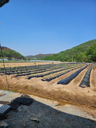 권다갈님의 고추 · 영농일지 작성글 사진