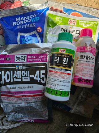 모래알님의 귤 · 영농일지 작성글 사진