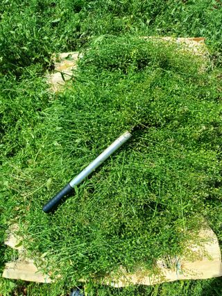 김명복님의 기타작물 · 영농일지 작성글 사진