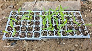 월륭 이은섭님의 기타작물 · 영농일지 작성글 사진