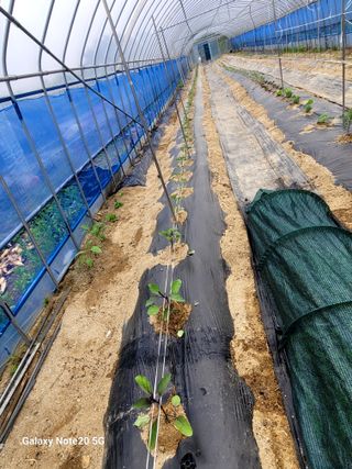 건달 농장(최승혁)님의 고추 · 영농일지 작성글 사진