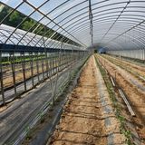 팜모닝 고추·영농일지 게시글 이미지