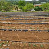 팜모닝 고구마·영농일지 게시글 이미지