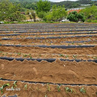 김금순자연산약초님의 고구마 · 영농일지 작성글 사진