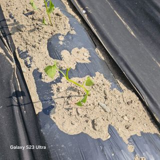 박용열조물주님 님의 기타작물 · 영농일지 작성글 사진