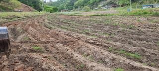 최용한님의 콩 · 영농일지 작성글 사진