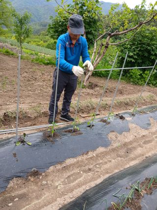 향양농장 사랑합니다님의 오이 · 영농일지 작성글 사진