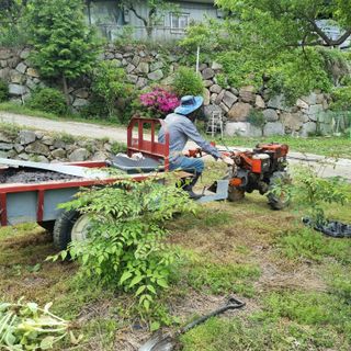 돌담향기님의 기타작물 · 영농일지 작성글 사진