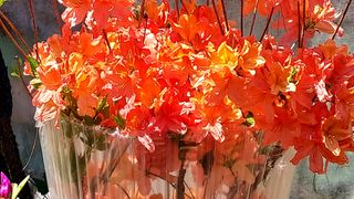 작은별님의 기타작물 · 영농일지 작성글 사진