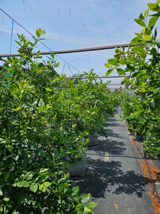 제주 지안이네농장님의 블루베리 · 영농일지 작성글 사진