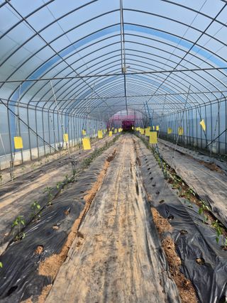 왕자농원님의 양배추 · 영농일지 작성글 사진