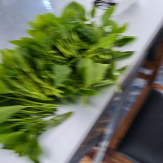 돌담향기님의 기타작물 · 영농일지 작성글 사진