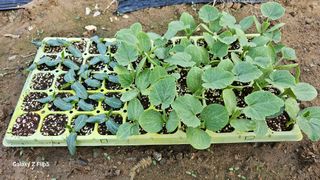 월륭 이은섭님의 기타작물 · 영농일지 작성글 사진