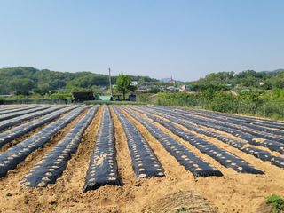 윤병주님의 참깨 · 영농일지 작성글 사진