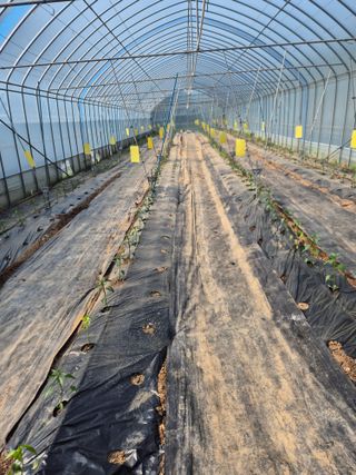 왕자농원님의 양배추 · 영농일지 작성글 사진