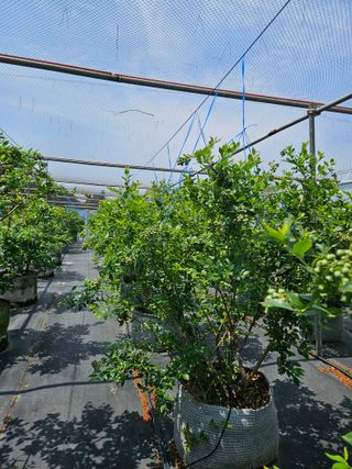 제주 지안이네농장님의 블루베리 · 영농일지 작성글 사진