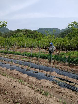 향양농장 사랑합니다님의 오이 · 영농일지 작성글 사진