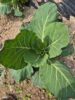 왕자농원님의 양배추 · 영농일지 작성글 사진