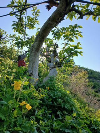 시골농부님의 감 · 영농일지 작성글 사진