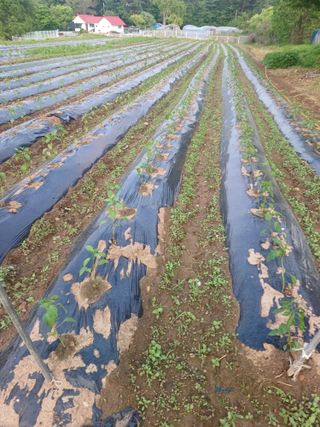 이정민님의 고추 · 영농일지 작성글 사진
