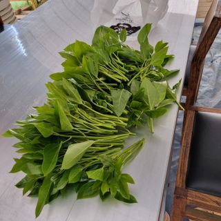 돌담향기님의 기타작물 · 영농일지 작성글 사진