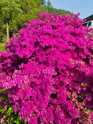 왕자농원님의 양배추 · 영농일지 작성글 사진