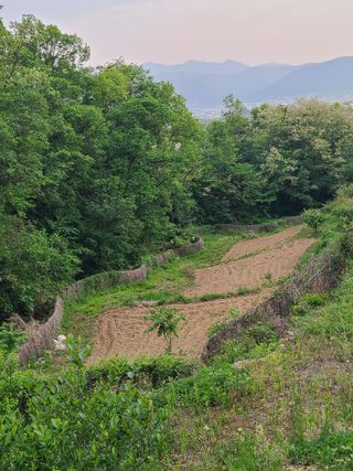 만청님의 들깨 · 영농일지 작성글 사진