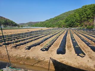 권다갈님의 고추 · 영농일지 작성글 사진