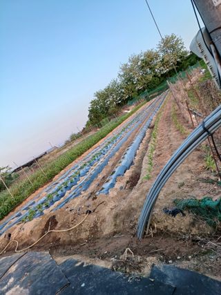 김영천님의 기타작물 · 영농일지 작성글 사진