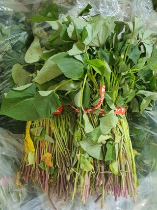 엘림농장님의 고구마 · 영농일지 작성글 사진