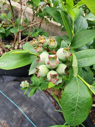 밀양달콤팜님의 블루베리 · 영농일지 작성글 사진