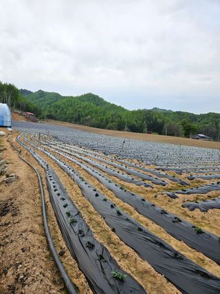 이석민님의 감자 · 영농일지 작성글 사진