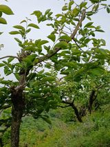 팜모닝 감·영농일지 게시글 이미지