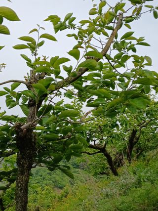 시골농부님의 감 · 영농일지 작성글 사진