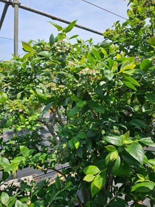 제주 지안이네농장님의 블루베리 · 영농일지 작성글 사진