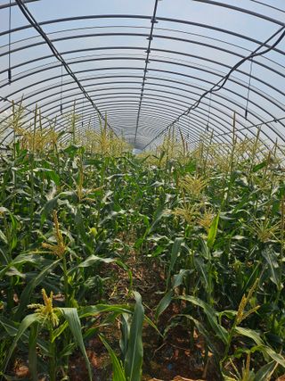 강선미님의 기타작물 · 영농일지 작성글 사진