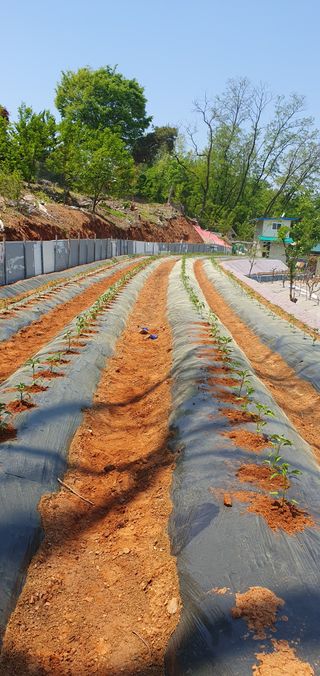 오누이님의 고추 · 영농일지 작성글 사진