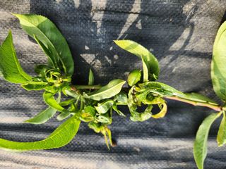 꿀복이농장님의 복숭아 · 영농일지 작성글 사진