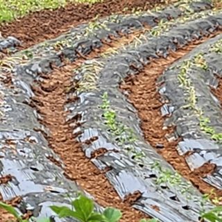 추녹이님의 고추 · 영농일지 작성글 사진