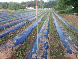 이정민님의 고추 · 영농일지 작성글 사진