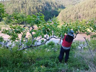 시골농부님의 감 · 영농일지 작성글 사진