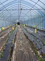 팜모닝 양배추·영농일지 게시글 이미지